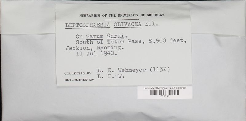 Leptosphaeria olivacea image