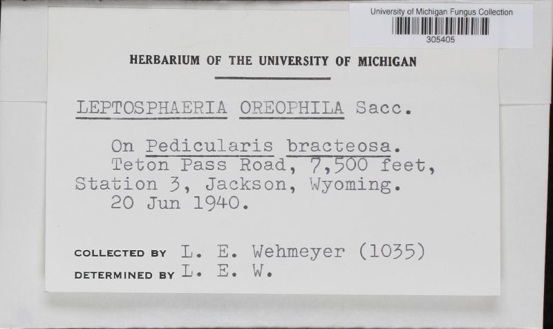 Leptosphaeria oreophila image