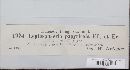 Leptosphaeria papyricola image