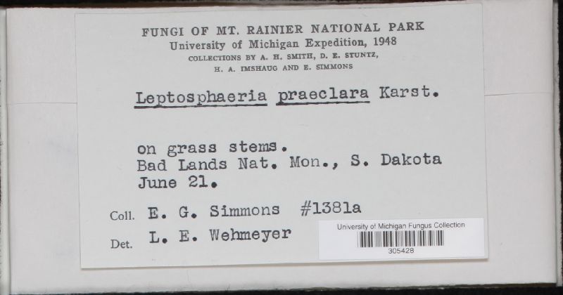 Leptosphaeria praeclara image