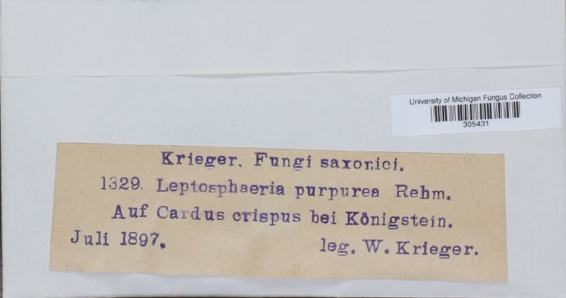 Leptosphaeria purpurea image