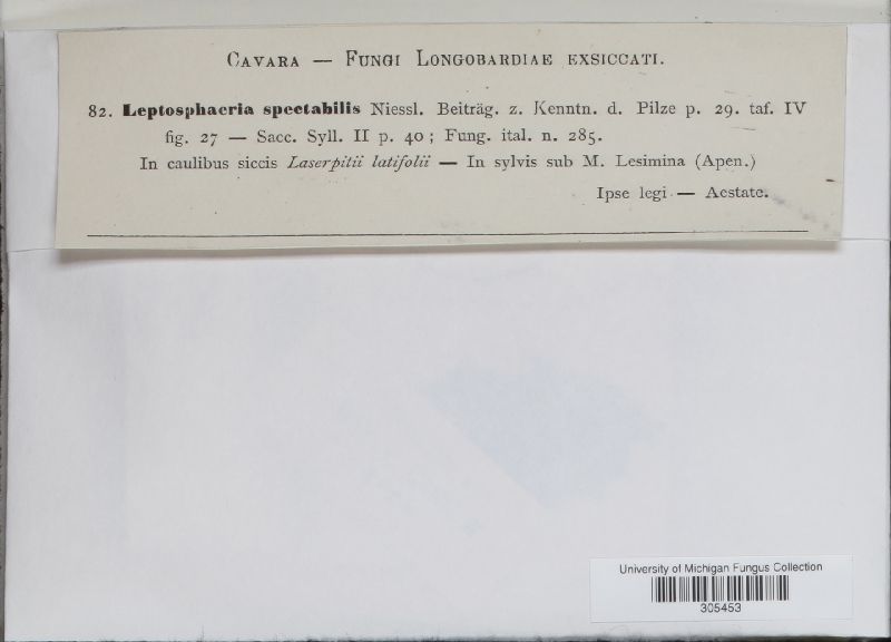 Leptosphaeria spectabilis image
