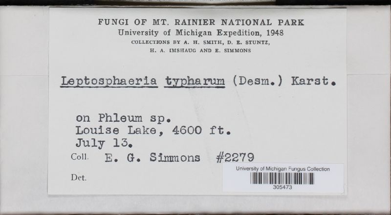 Leptosphaeria typharum image