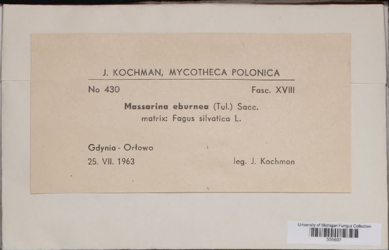 Massarina eburnea image