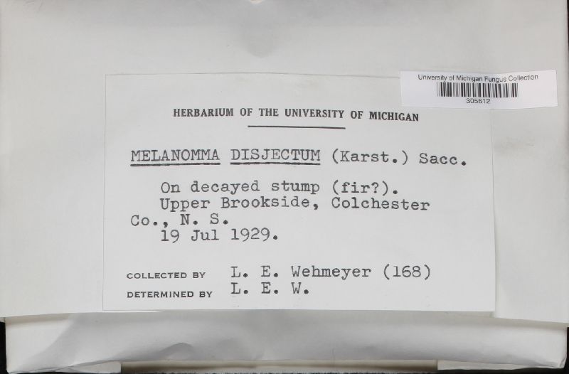 Melanomma disjectum image