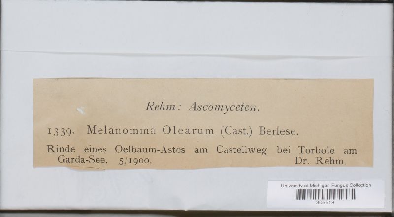 Melanomma olearum image
