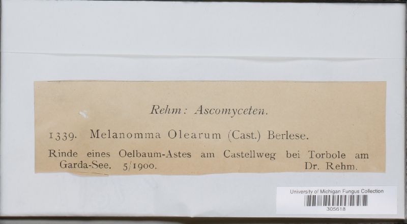 Melanomma image