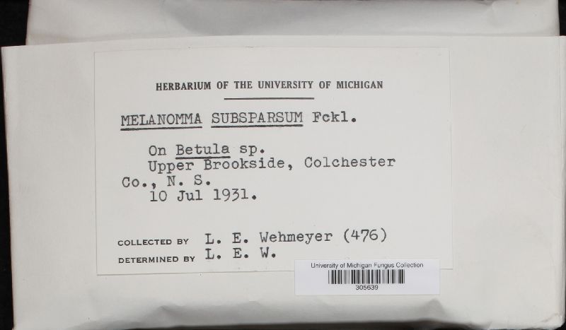 Melanomma subsparsum image