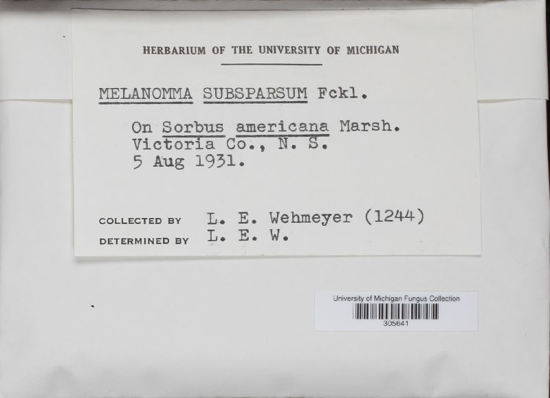 Melanomma subsparsum image