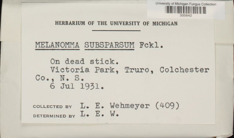 Melanomma subsparsum image