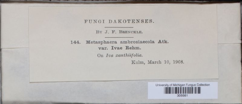 Metasphaeria ambrosiaecola image