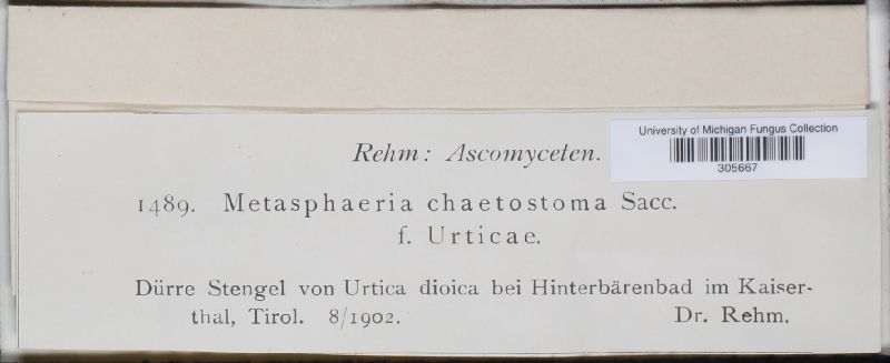 Metasphaeria chaetostoma image