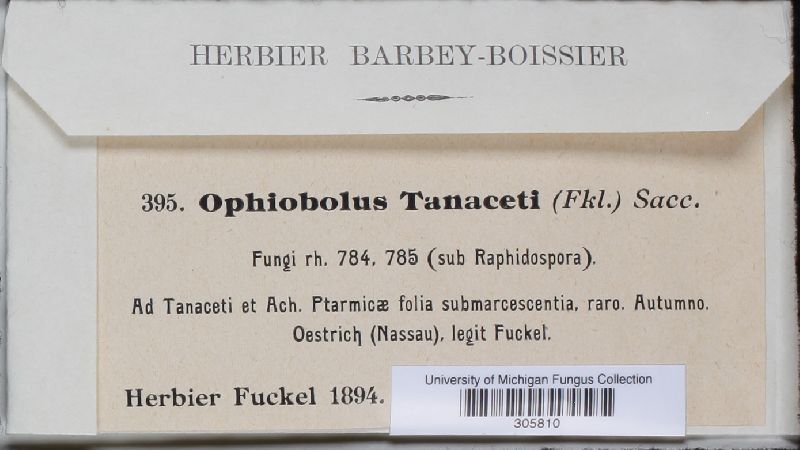 Leptosphaeria tanaceti image