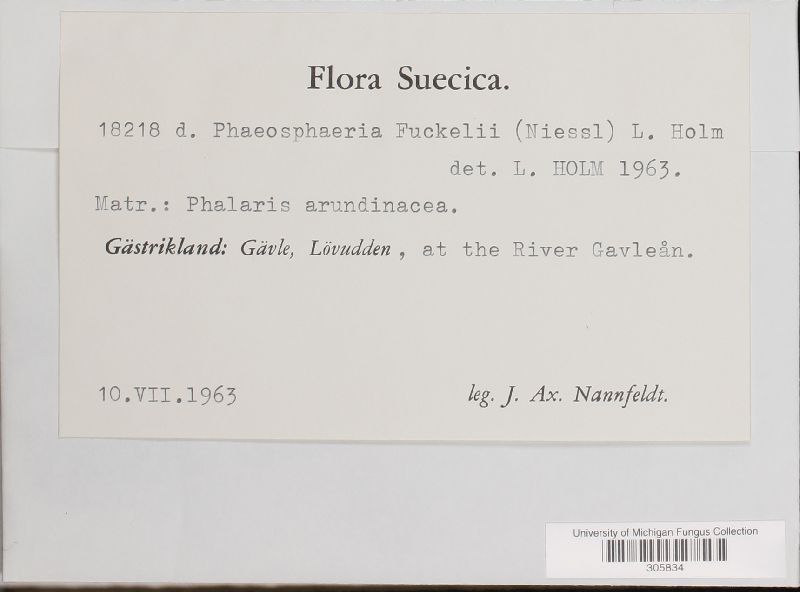 Phaeosphaeria fuckelii image