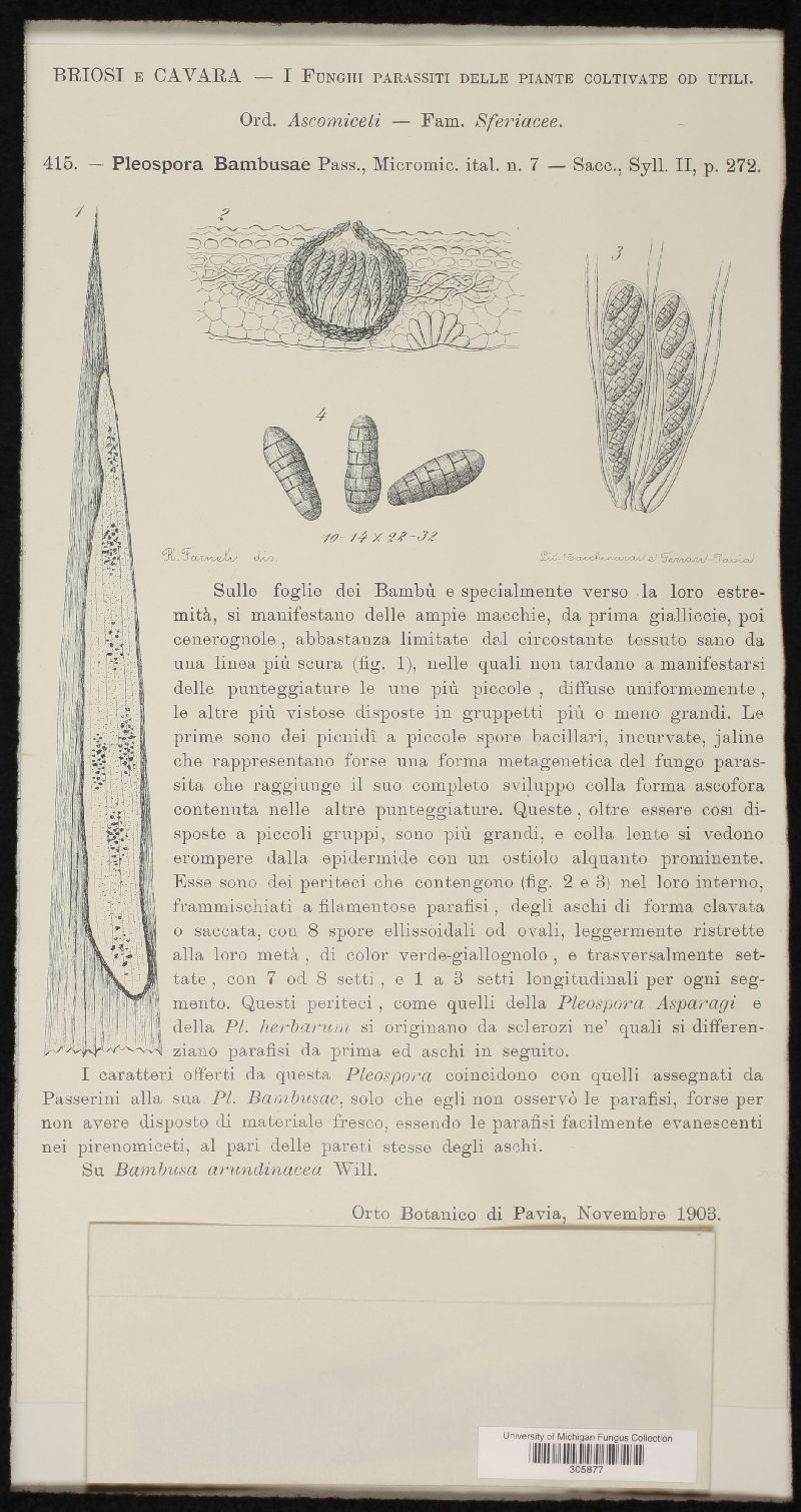 Pleospora bambusae image