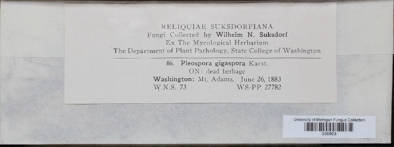 Pleospora gigaspora image