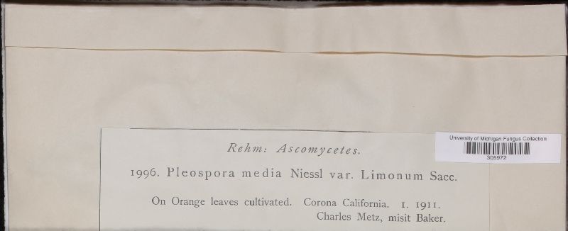 Pleospora media var. limonum image