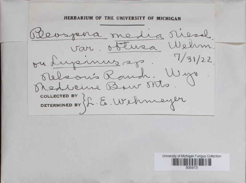 Pleospora media var. obtusa image