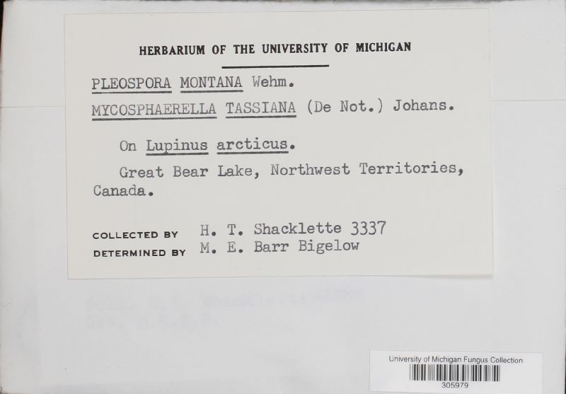 Pleospora montana image