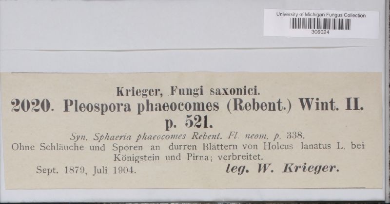 Pyrenophora phaeocomes image