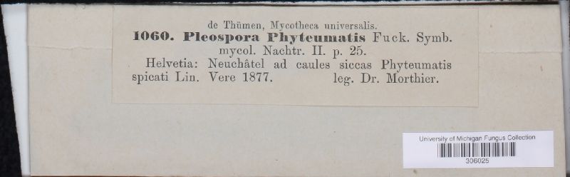 Pleospora phyteumatis image