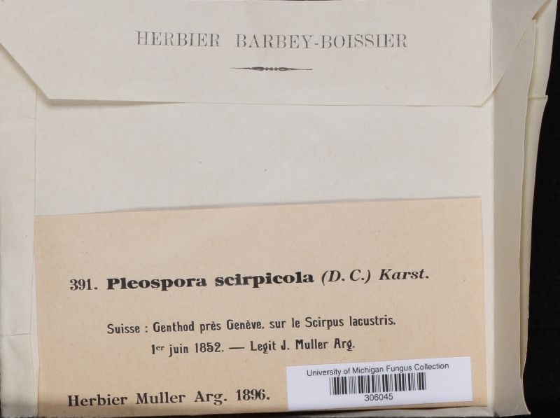 Pleospora scirpicola image