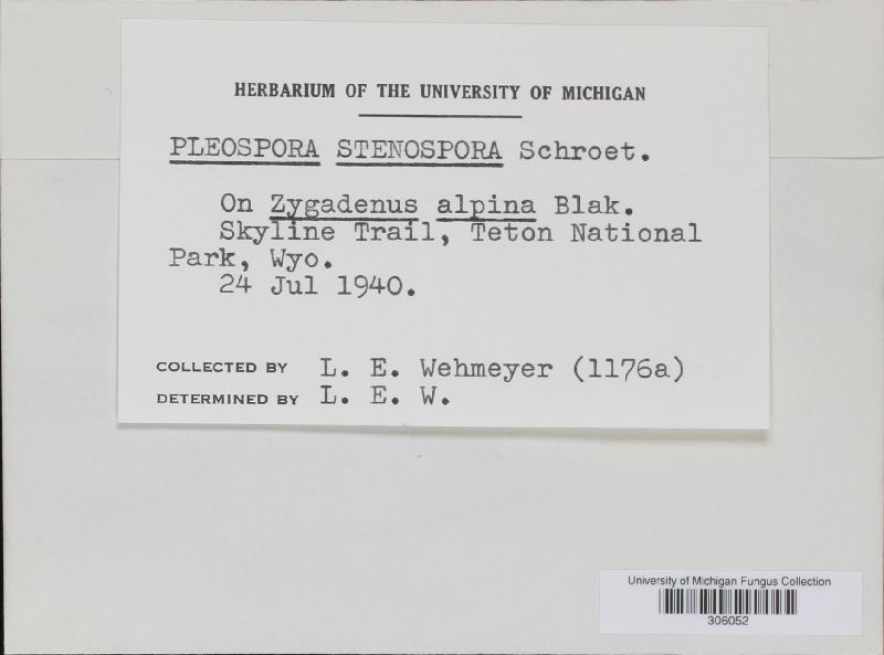 Pleospora stenospora image