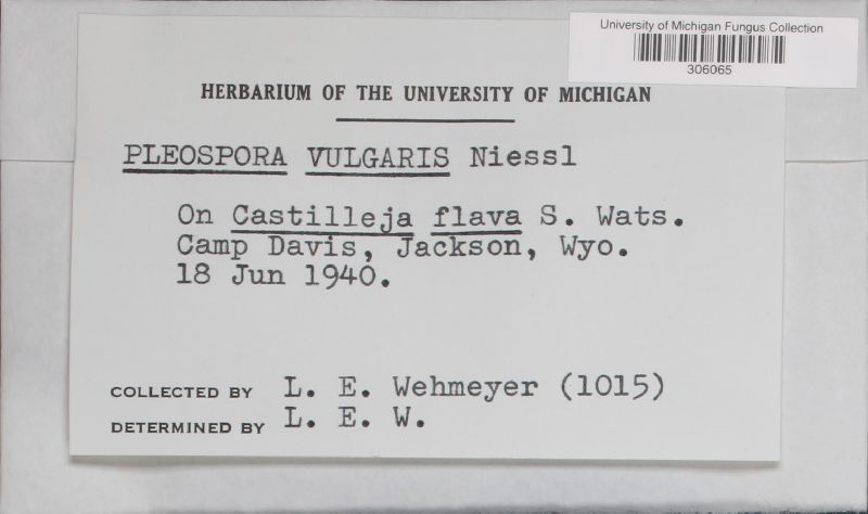 Lewia scrophulariae image