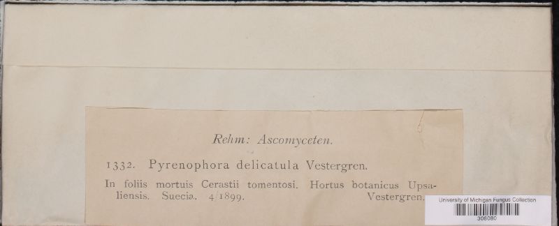 Pyrenophora delicatula image