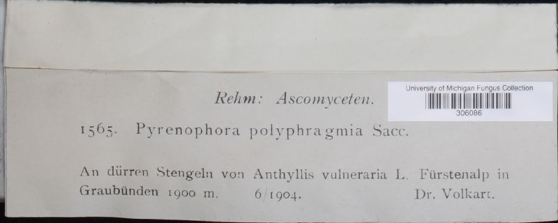 Pyrenophora polyphragmia image