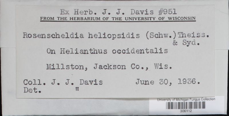 Rosenscheldia heliopsidis image