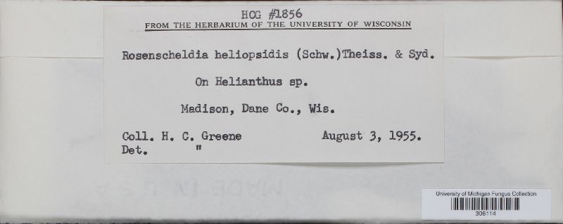 Rosenscheldia heliopsidis image