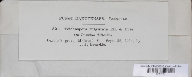 Teichospora fulgurata image
