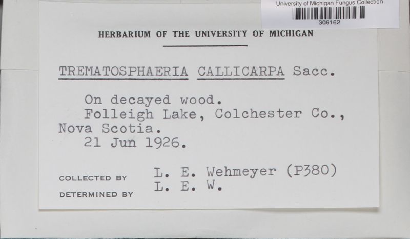 Trematosphaeria hydrela image