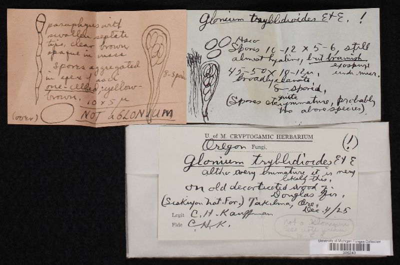 Glonium tryblidioides image