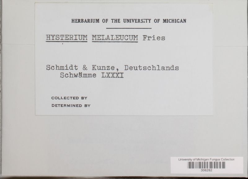 Hysterium melaleucum image