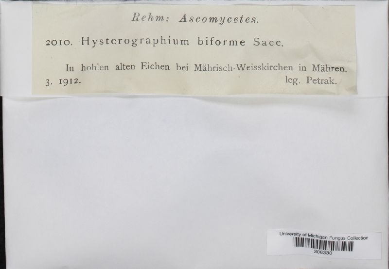 Hysterographium biforme image