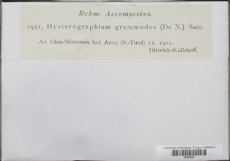 Hysterographium grammodes image
