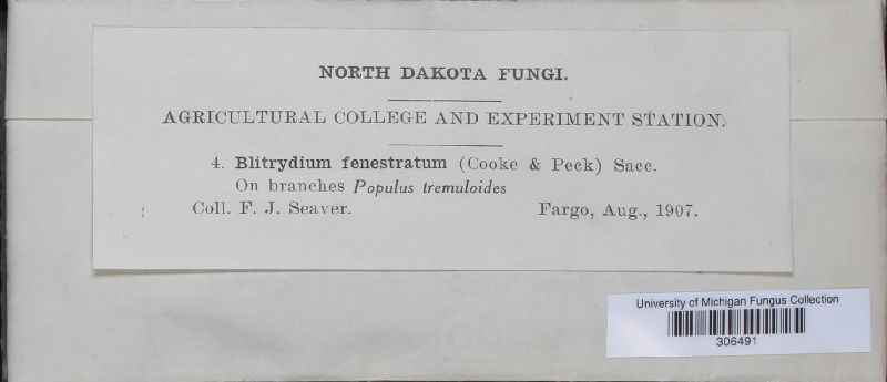 Blitridium fenestratum image