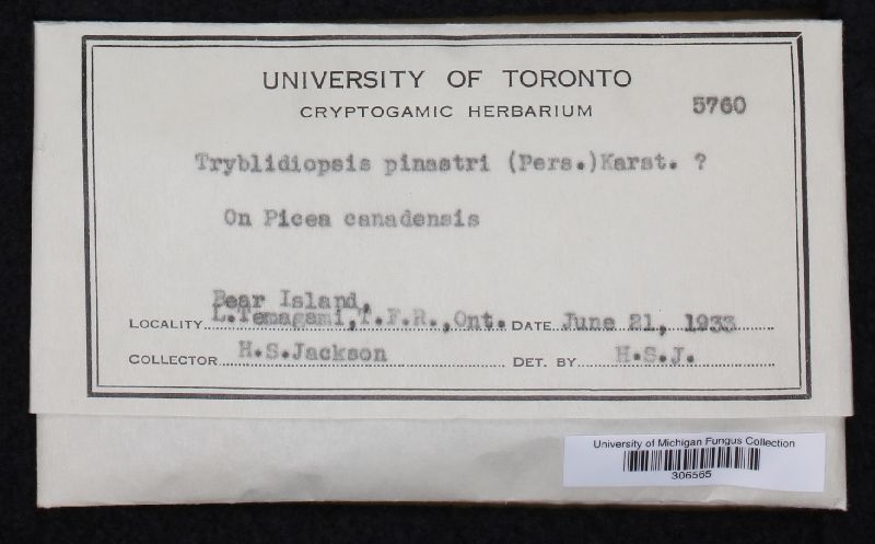 Tryblidiopsis pinastri image