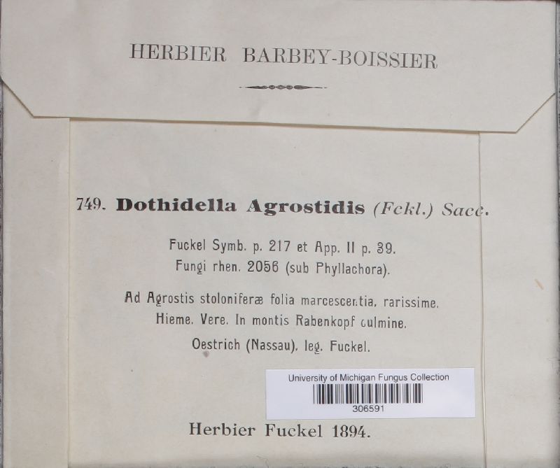 Scirrhia agrostidis image