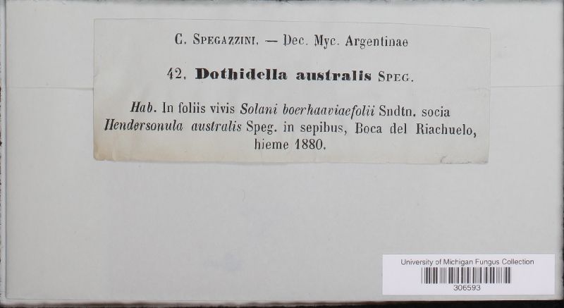 Dothidella australis image
