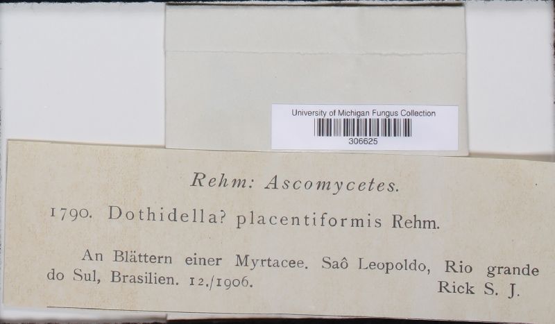 Endodothella placentiformis image