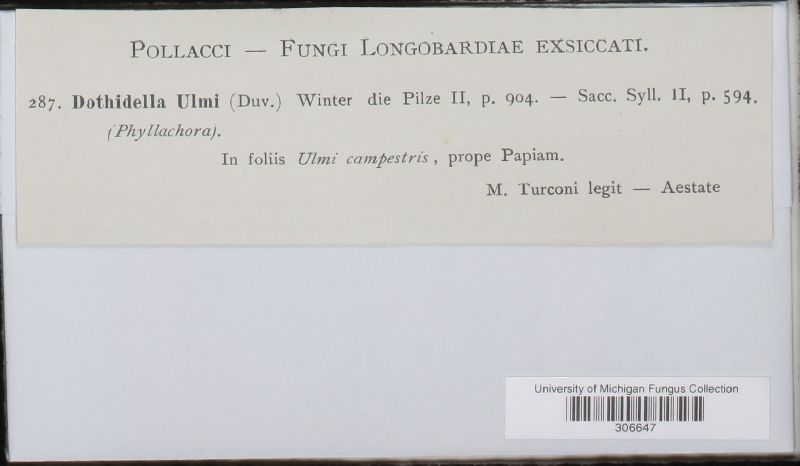 Dothidella ulmi image