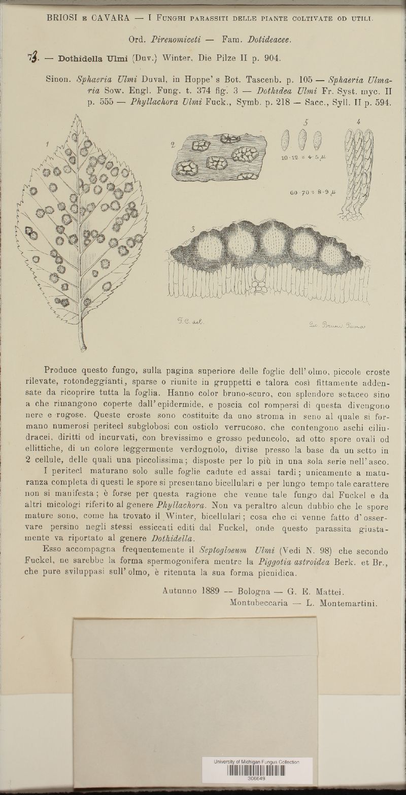 Polystomellaceae image