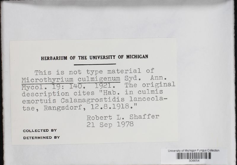 Microthyrium culmigenum image
