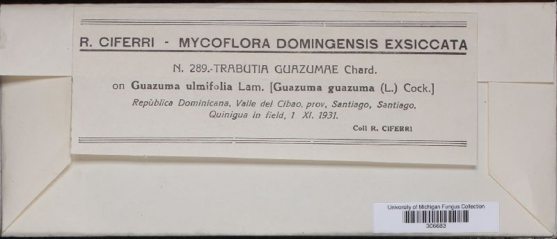 Phyllachora guazumae image