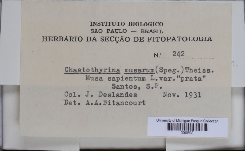 Chaetothyrina musarum image