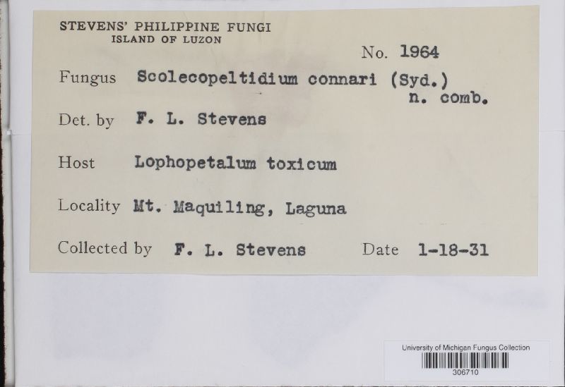 Scolecopeltidium image