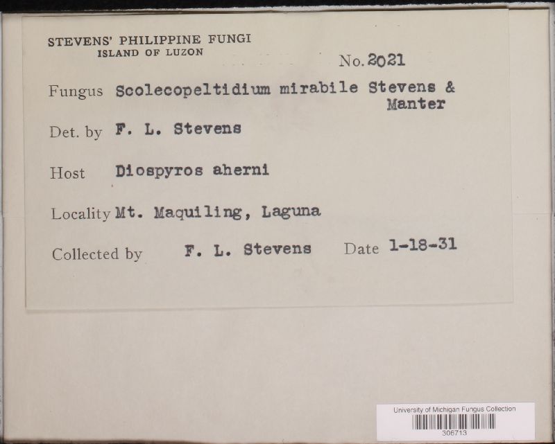 Scolecopeltidium image